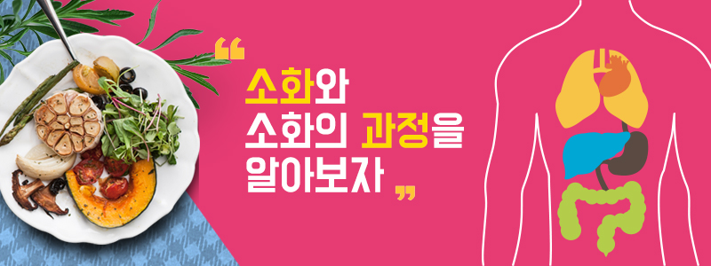 소화와 소화의 과정을 알아보자.