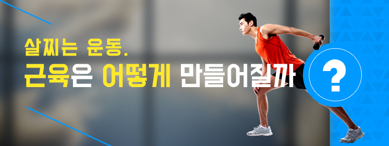 살찌는 운동. 근육은 어떻게 만들어질까?
